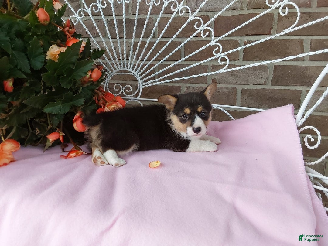 Welsh Corgi Pembroke dogs for sale: Chelsea - Image 3