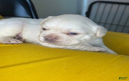 French Bulldog dogs for sale: Pynk - Image 5
