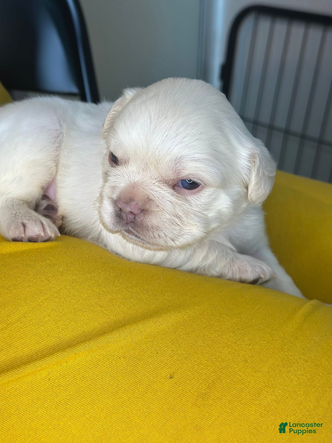 French Bulldog dogs for sale: Pynk - Image 5