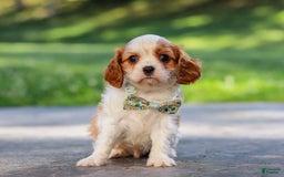 Cavalier King Charles Spaniel dogs for sale: Charlie - Image 4