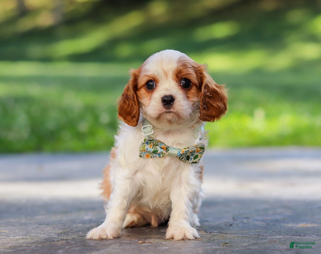 Cavalier King Charles Spaniel dogs for sale: Charlie - Image 4