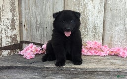 categoriesInfo:categoryAttributeOptions.pets.dogs.breed.belgianGroenendael dogs for sale: Abby - Image 6