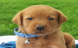 Labrador Retriever dogs for sale: Firecracker - Image 3