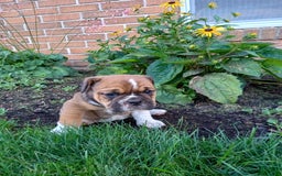 Olde English Bulldogge dogs for sale: Milo - Image 7