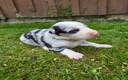 Border Collie dogs for sale: Moose - Image 2