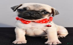 Pug dogs for sale: Tinker - Image 5