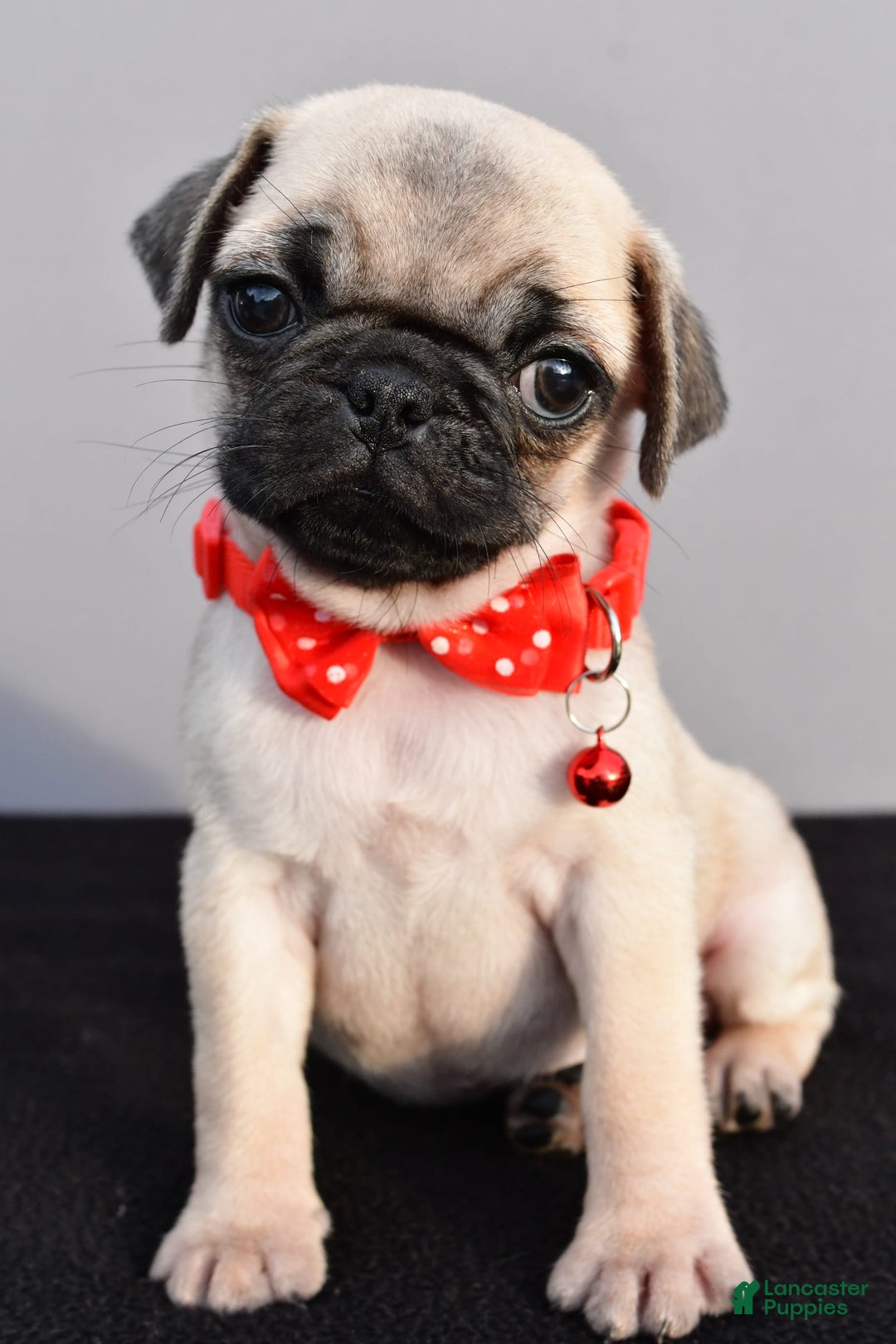Pug dogs for sale: Tinker - Image 5
