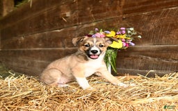 Shetland Sheepdog dogs for sale: Rosie - Image 2