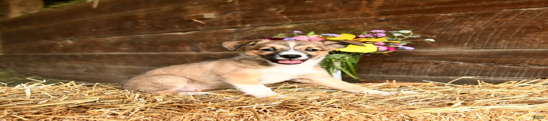 Rosie