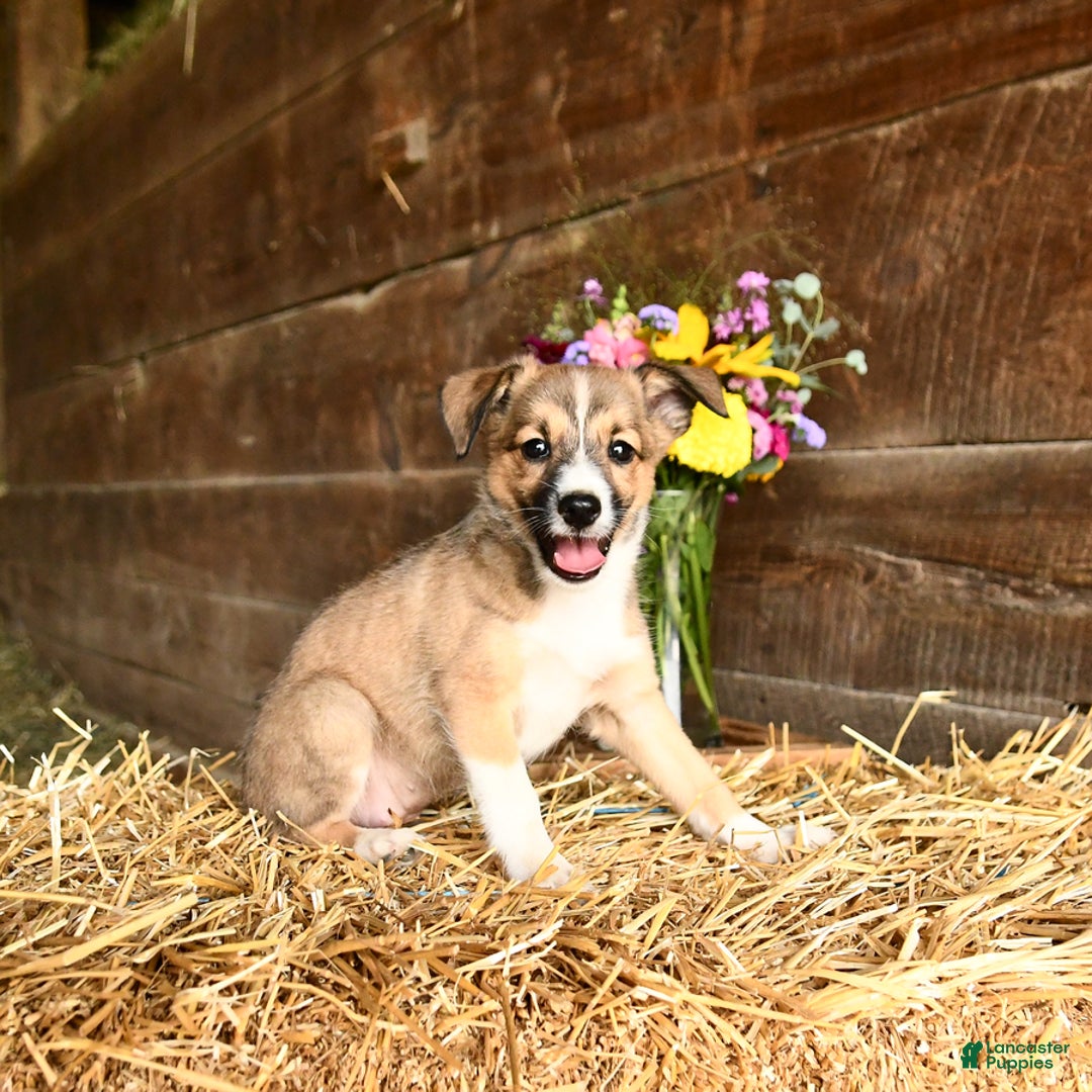 Shetland Sheepdog dogs for sale: Rosie - Image 2