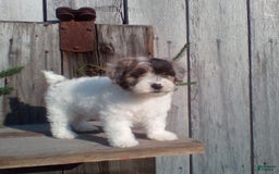 Yorkiepoo dogs for sale: Lady - Image 1