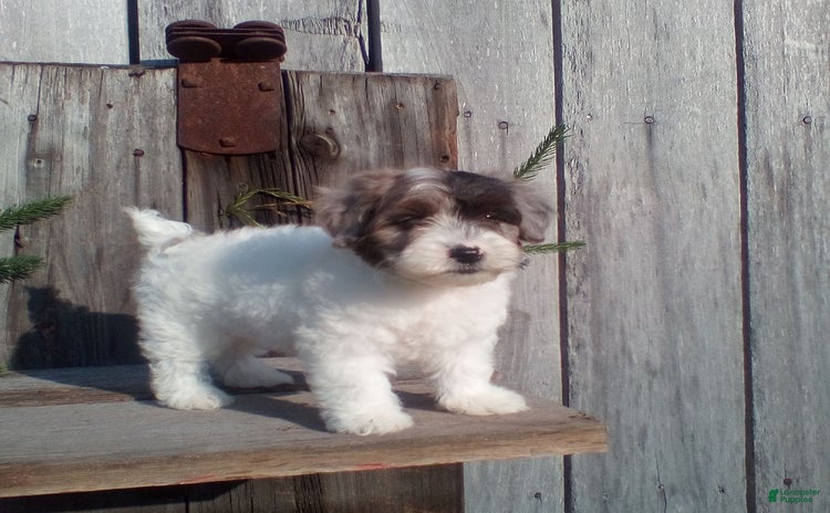 Yorkiepoo dogs for sale - Ad 1