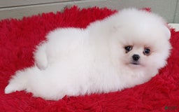 Pomeranian dogs for sale: Blizzard - Image 4