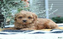 Cockapoo dogs for sale: Karter - Image 2