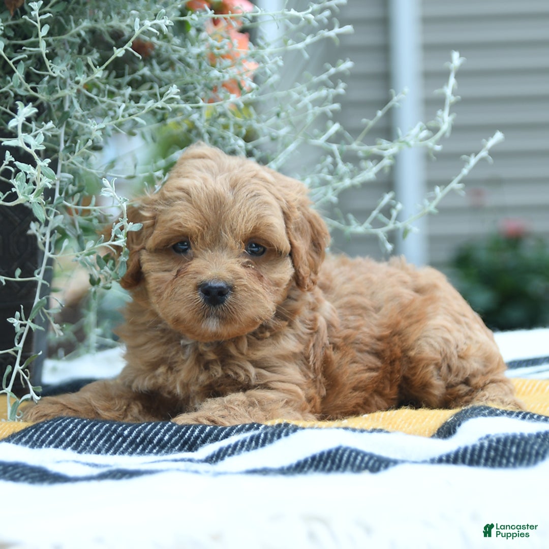Cockapoo dogs for sale: Karter - Image 2