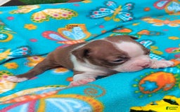 Boston Terrier dogs for sale: Chloe - Image 1