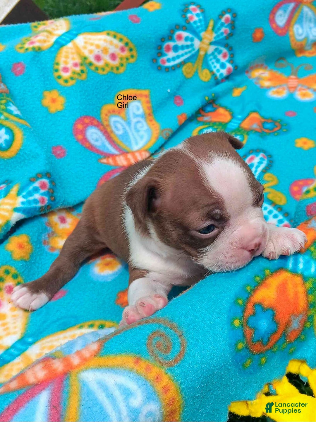 Boston Terrier dogs for sale: Chloe - Image 1
