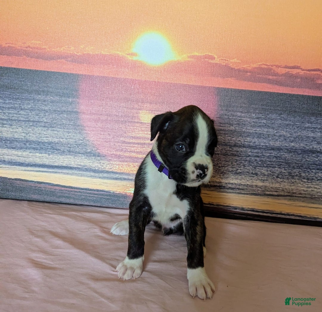 Boxer dogs for sale: Mickey - Image 1