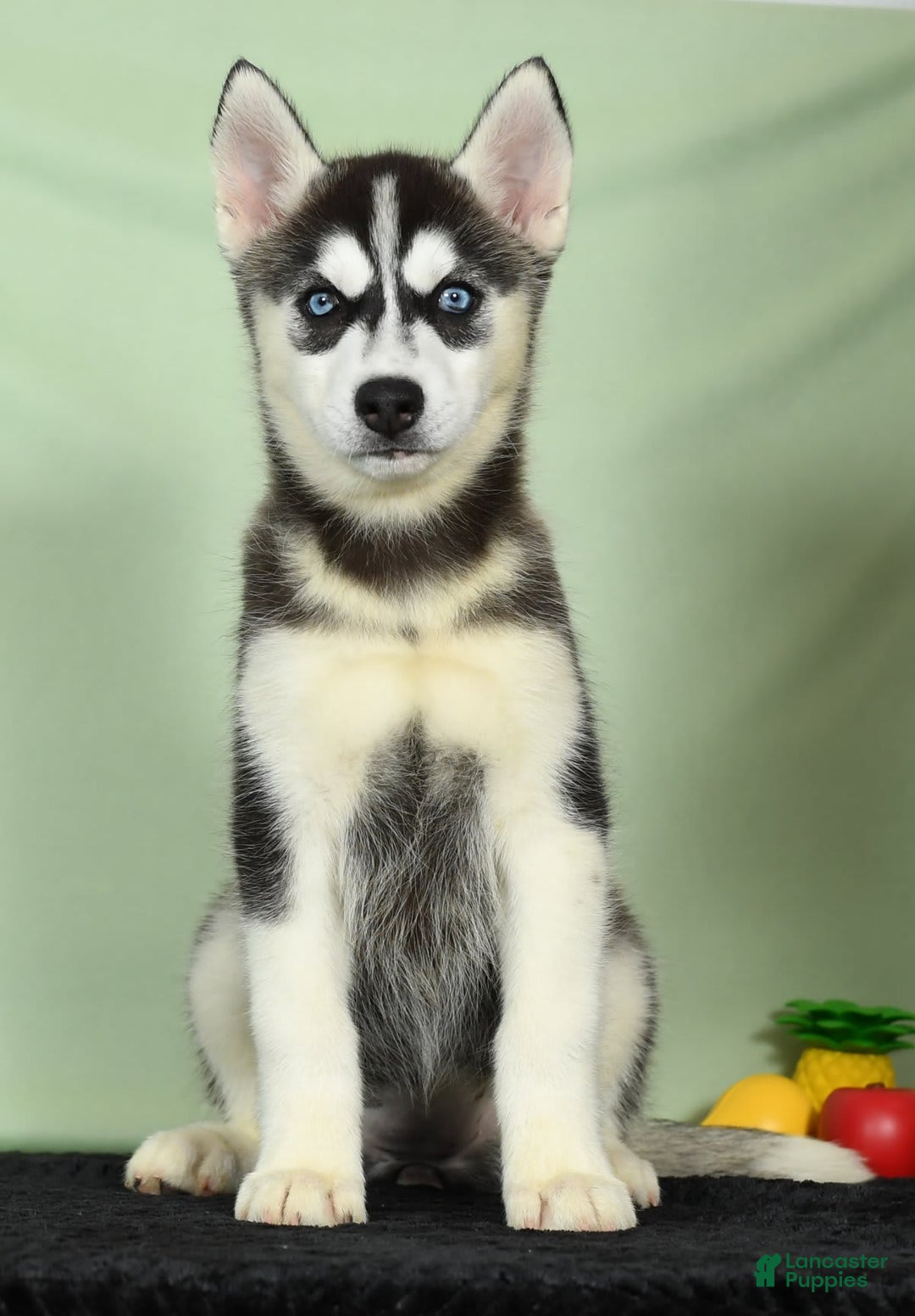 Siberian Husky dogs for sale: Mitzy - Image 6