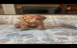 Toy Poodle dogs for sale: Boy A - Image 2
