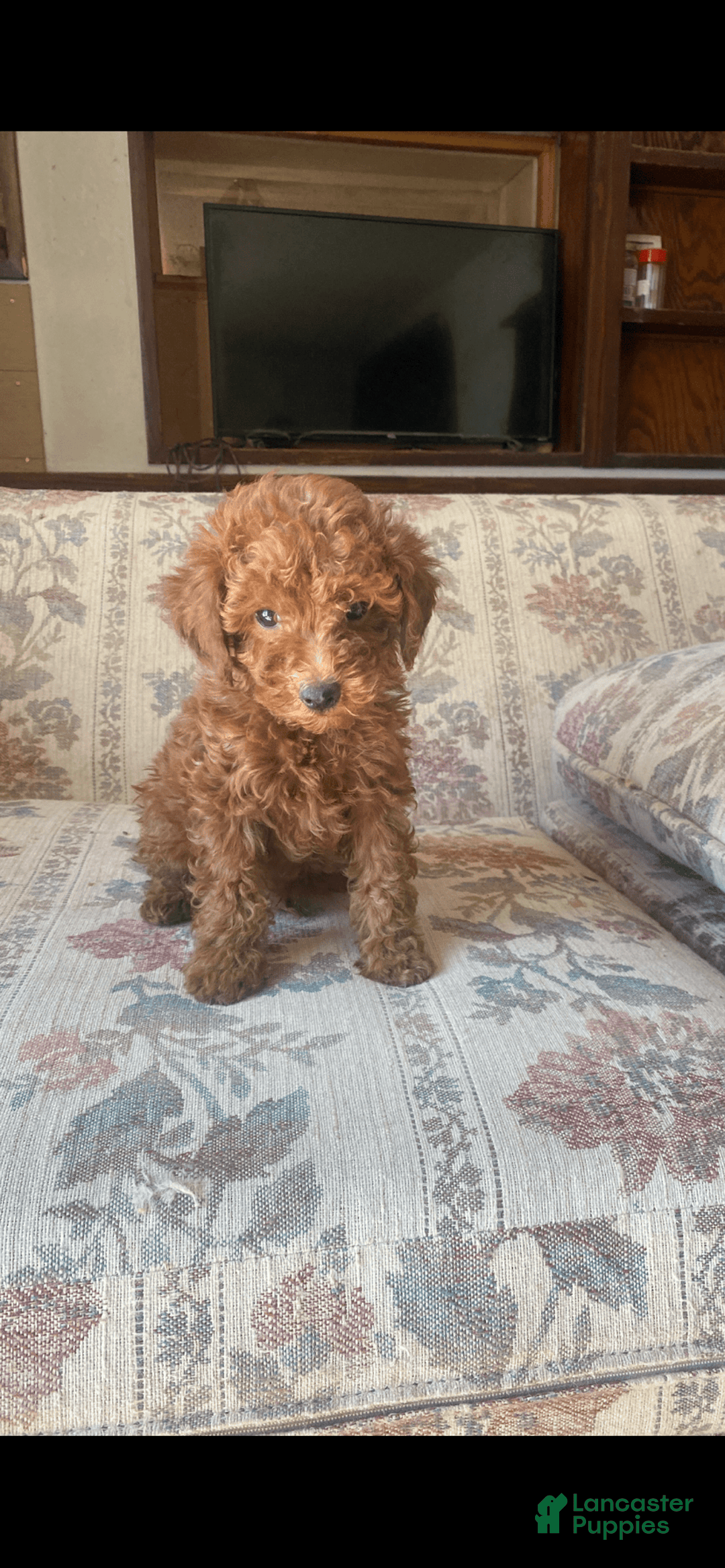 Toy Poodle dogs for sale: Boy A - Image 2