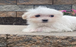 Maltese dogs for sale: Mya - Image 2