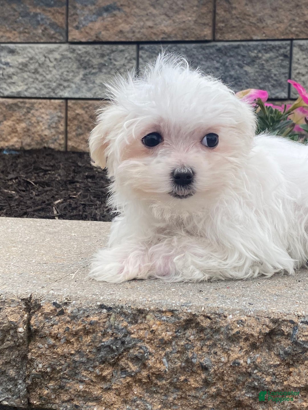 Maltese dogs for sale: Mya - Image 2