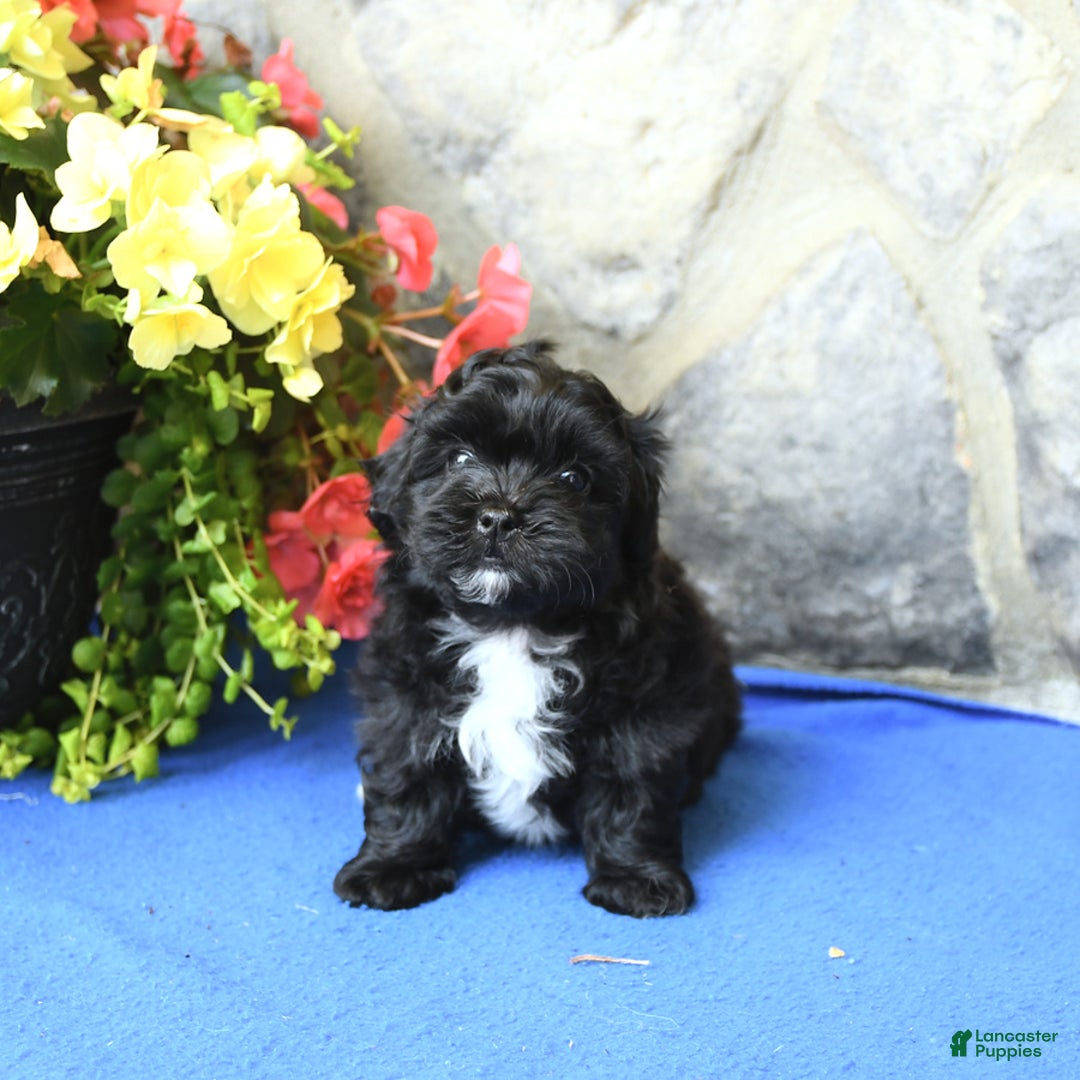 Teddy Bear dogs for sale: Kelly - Image 3