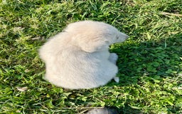 Maremma Sheepdog dogs for sale: Sheba - Image 1