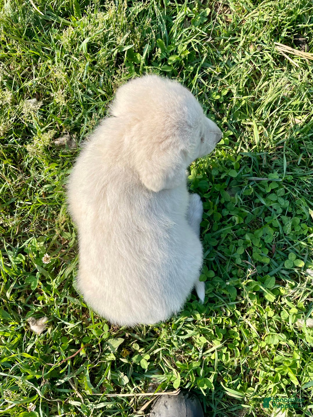 Maremma Sheepdog dogs for sale: Sheba - Image 1
