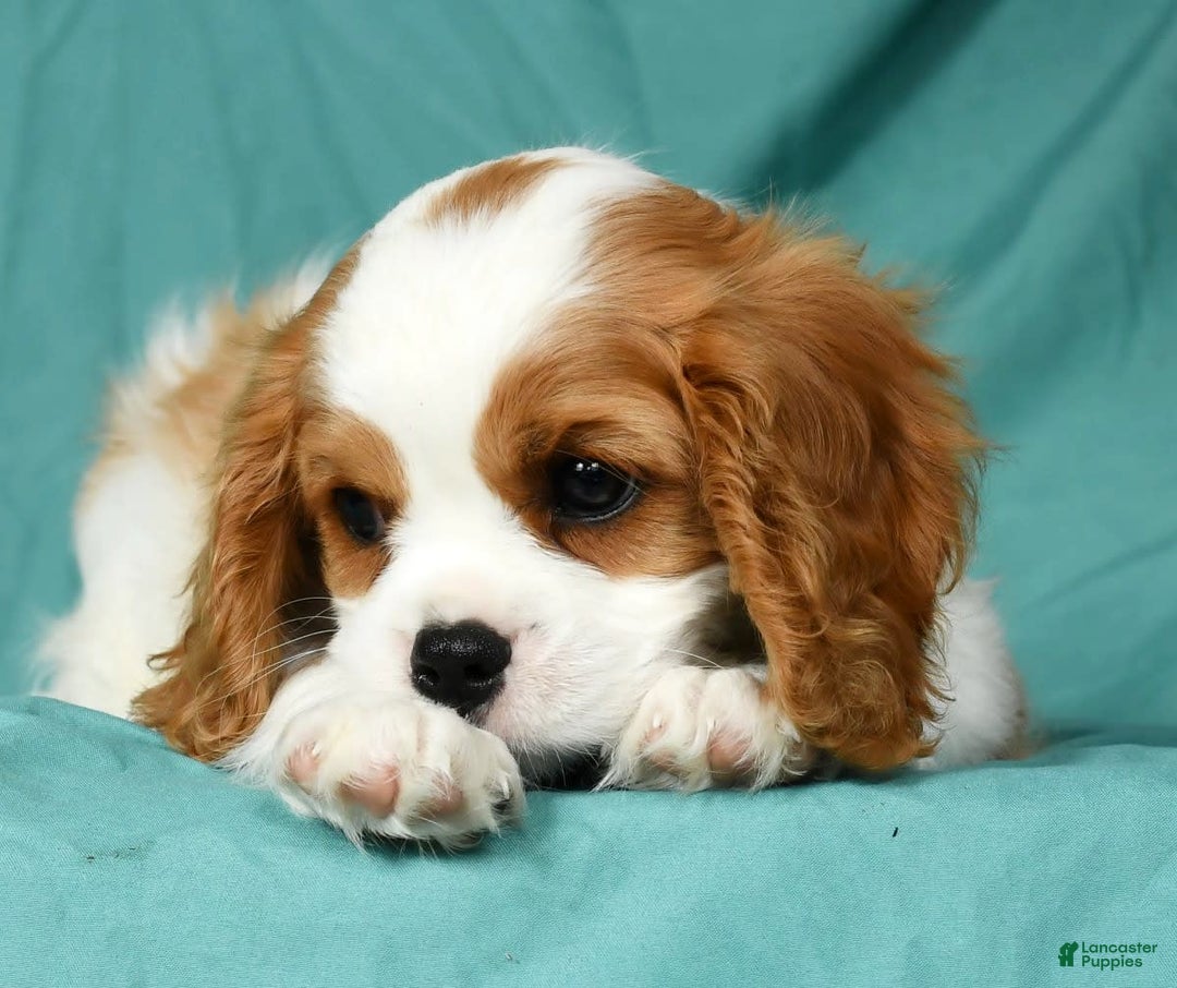 Cavalier King Charles Spaniel dogs for sale: Isaiah - Image 8