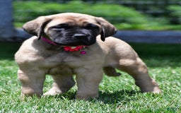 English Mastiff dogs for sale: Vada - Image 1