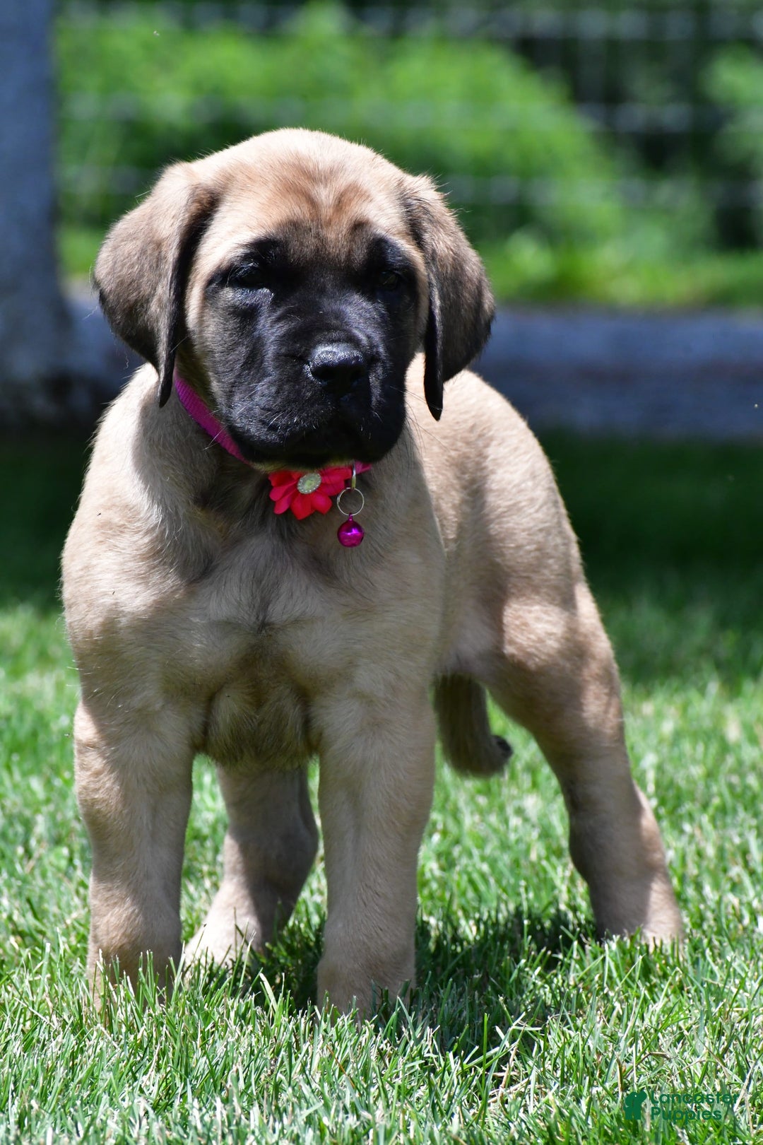 English Mastiff dogs for sale: Vada - Image 1
