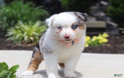 Australian Shepherd dogs for sale: Zella - Image 5