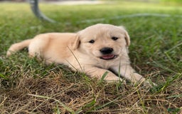 Golden Retriever dogs for sale: Golden Retriever 5 puppies - Image 2