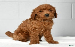 Mini Goldendoodle dogs for sale: Ranae - Image 7