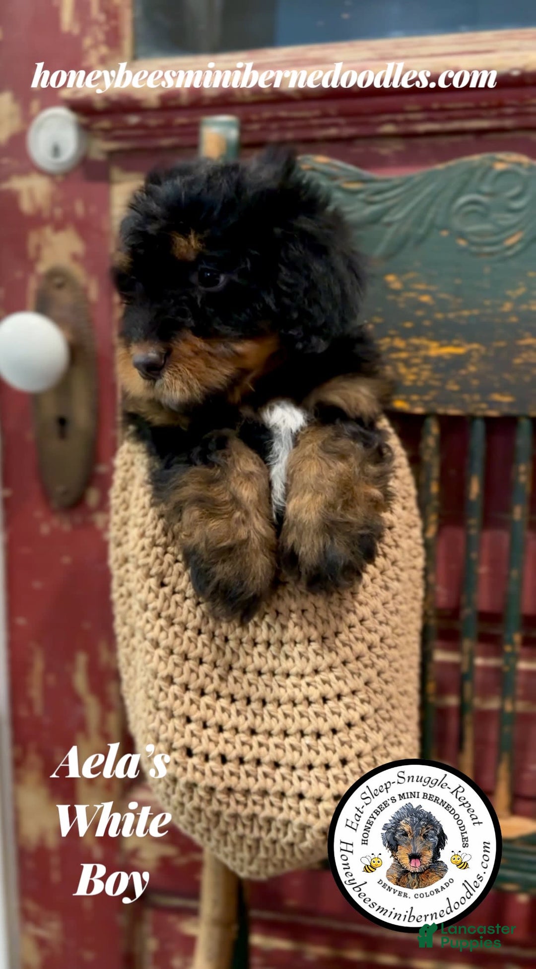 Mini Bernedoodle dogs for sale: Aelas White Boy - Image 10