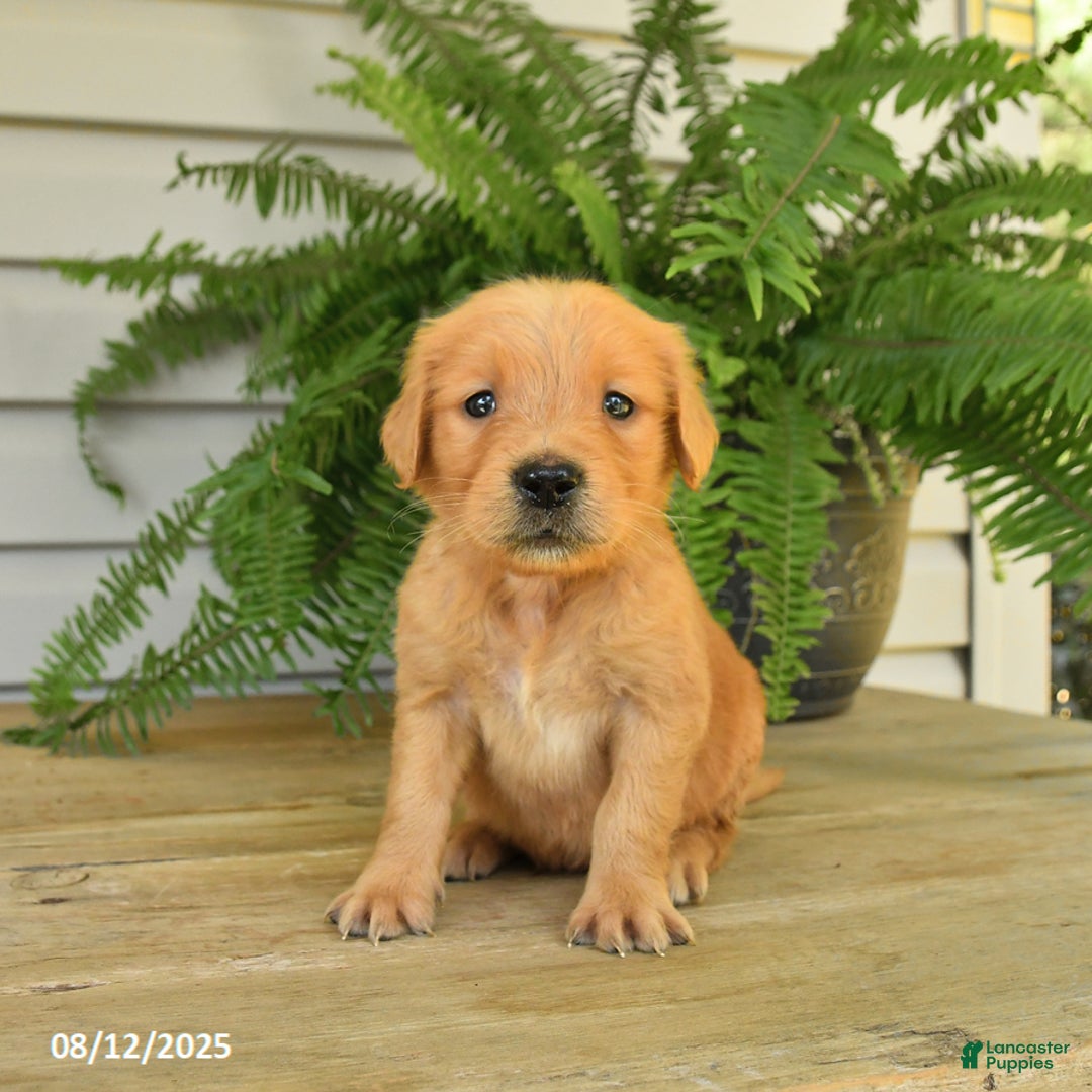 Golden Retriever dogs for sale: Merlin - Image 3