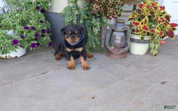 Rottweiler dogs for sale: Duke - Image 1