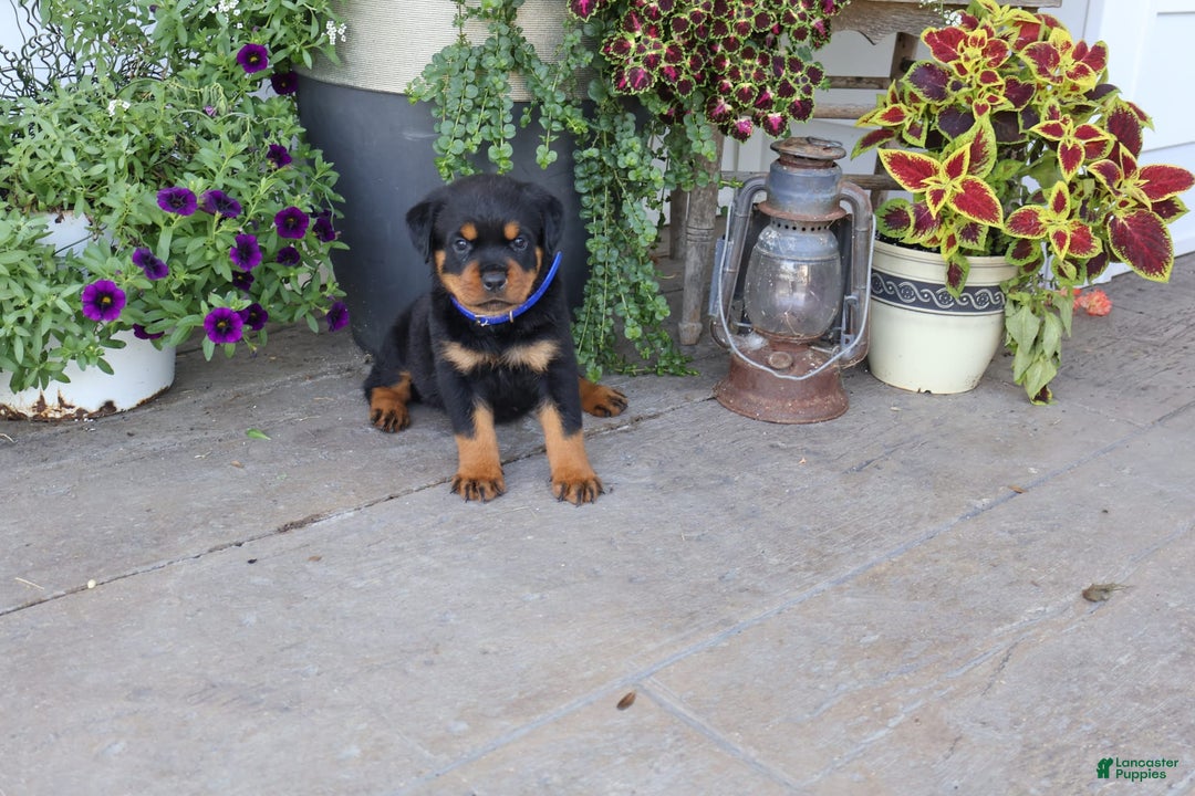 Rottweiler dogs for sale: Duke - Image 1