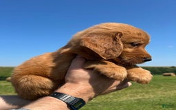 Golden Retriever dogs for sale: Fin - Image 22
