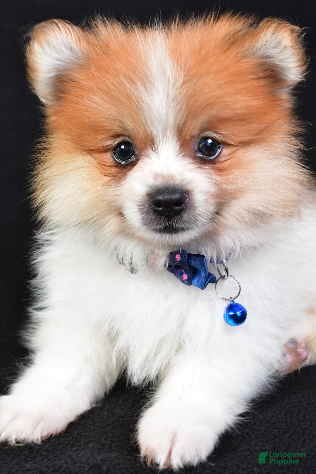 Pomeranian dogs for sale: Earl - Image 7