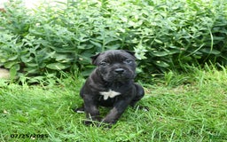 Cane Corso dogs for sale: Cane Corso 8 puppies - Image 4