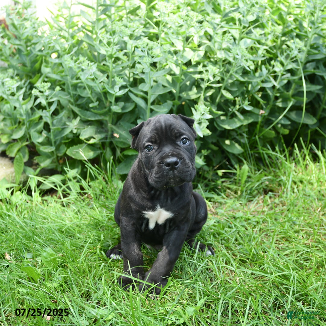 Cane Corso dogs for sale: Cane Corso 8 puppies - Image 4