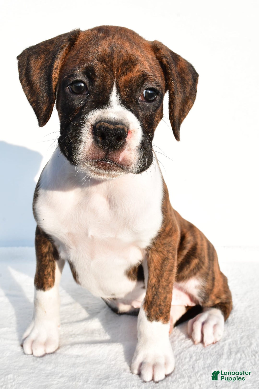 Boxer dogs for sale: Melody - Image 1