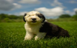 Old English Sheepdog dogs for sale: Floofy - Image 1