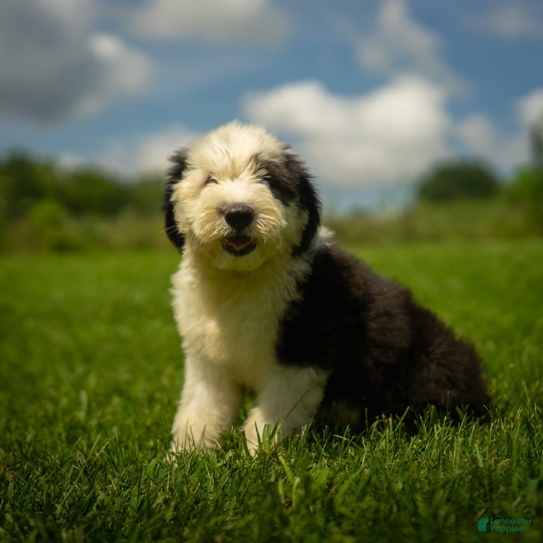 Old English Sheepdog dogs for sale: Floofy - Image 1