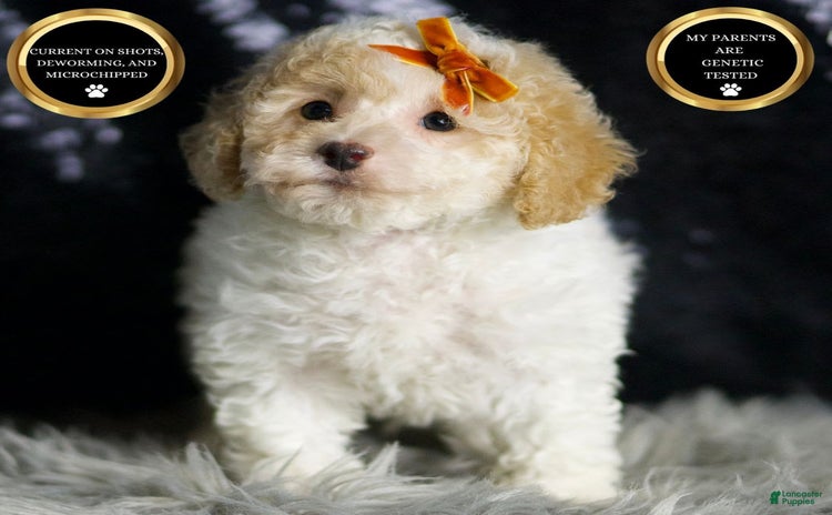Maltipoo dogs - Advert 33