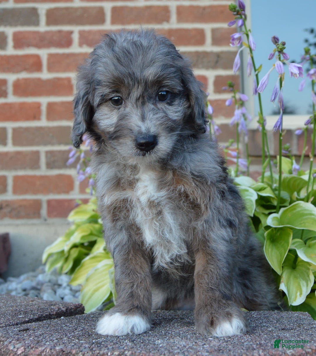Mini Aussiedoodle dogs for sale: Mini Ava - Image 8