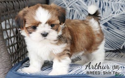 Shih Tzu dogs for sale: Arthur - Image 2